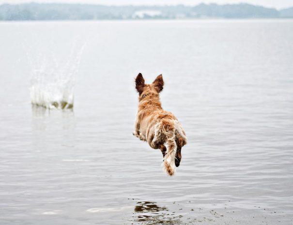golden-retriever-dog-jumping-into-lake-blake-burton